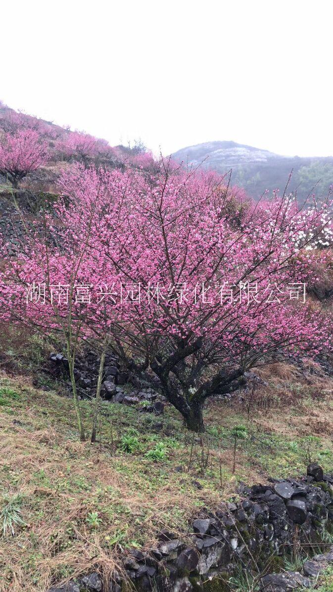 合歡價(jià)格湖南金合歡報(bào)價(jià)陜西合歡廠家價(jià)格
