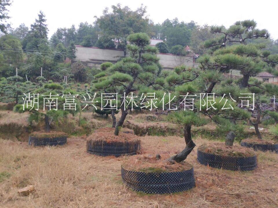 湖南黑松哪里便宜20公分造型黑松廣東造型黑松市場(chǎng)價(jià)格