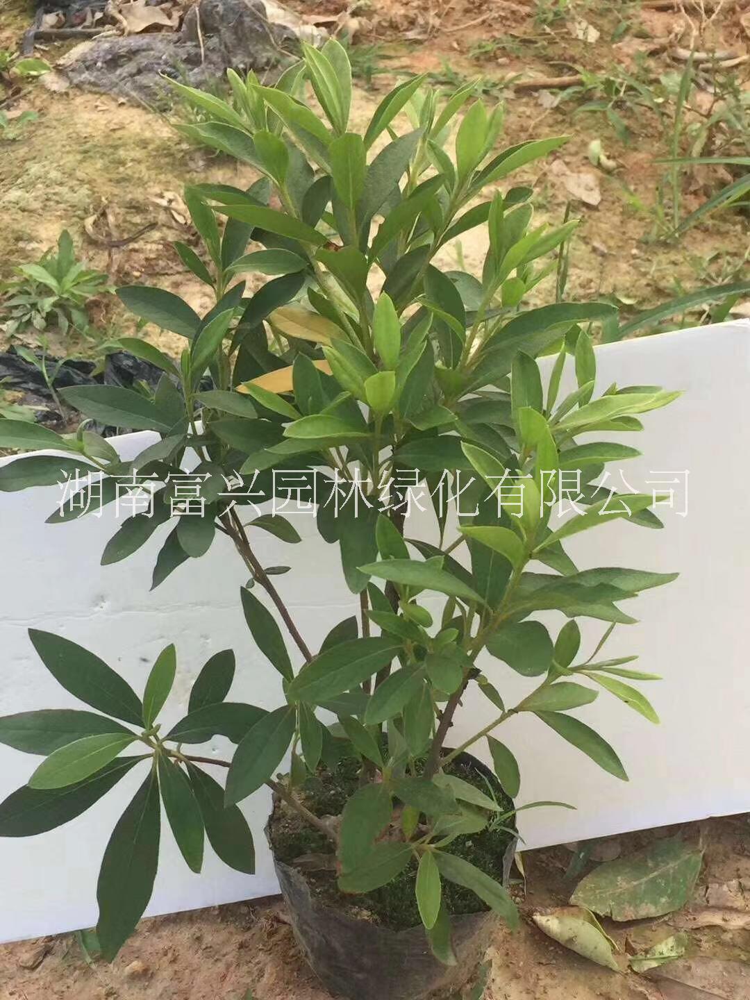 長(zhǎng)沙西洋*杯苗價(jià)格瀏陽(yáng)比利時(shí)*小苗市場(chǎng)價(jià)格