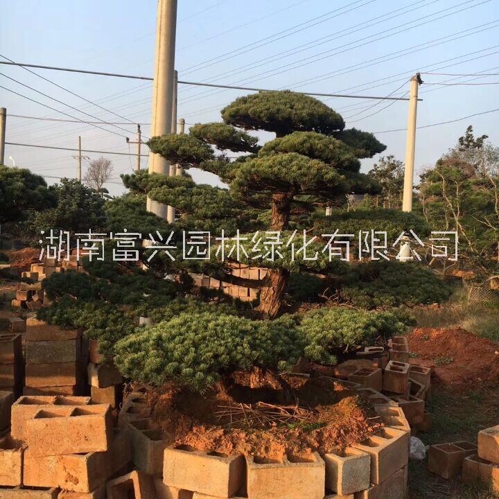 日本黑松福建日本黑松哪里便宜湖南日本黑松哪里多