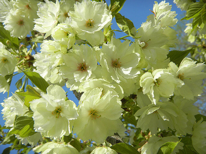郁金櫻 櫻花*品種 江西郁金櫻樹苗價格 *櫻花小苗供應(yīng) 郁金櫻