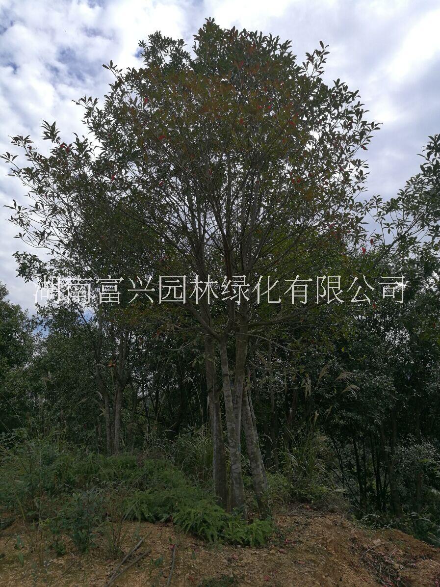 湖南18公分杜英價(jià)格 湖南18公分全冠杜英價(jià)格