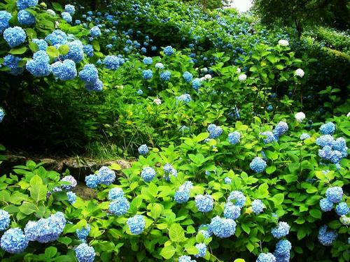 青島市繡球花廠家直銷,青島市繡球花批發(fā)市場,青島市繡球花養(yǎng)殖,青島市繡球花圖片,青島市繡球花價(jià)格