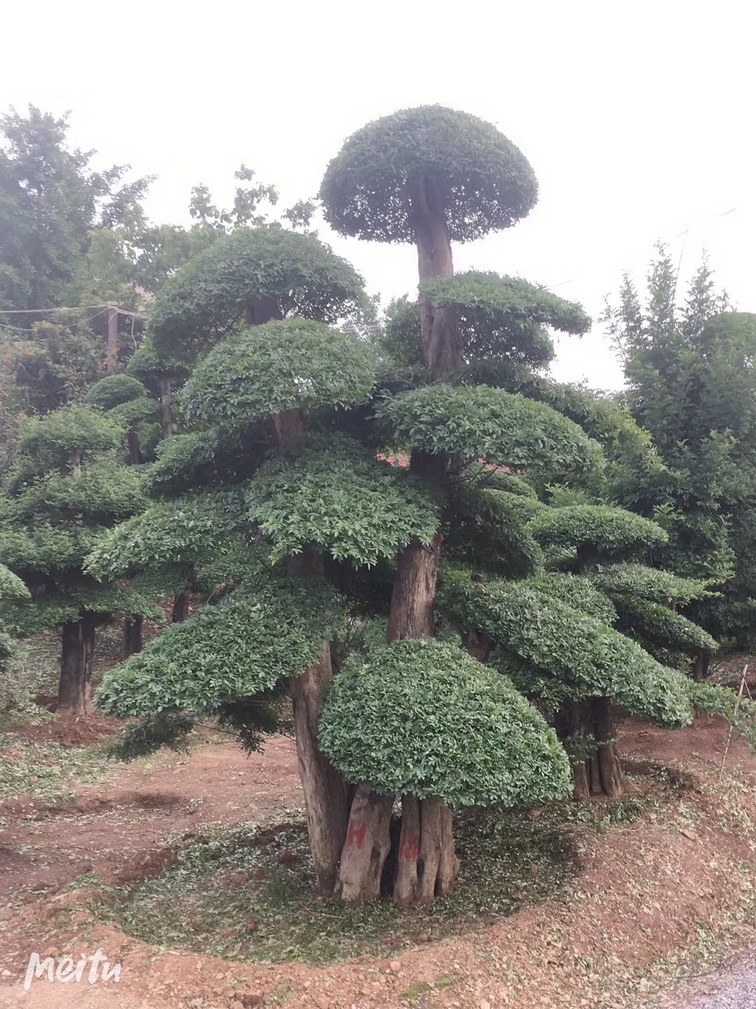 對(duì)節(jié)白蠟價(jià)格-湖北對(duì)節(jié)白蠟 京山對(duì)節(jié)白蠟價(jià)格