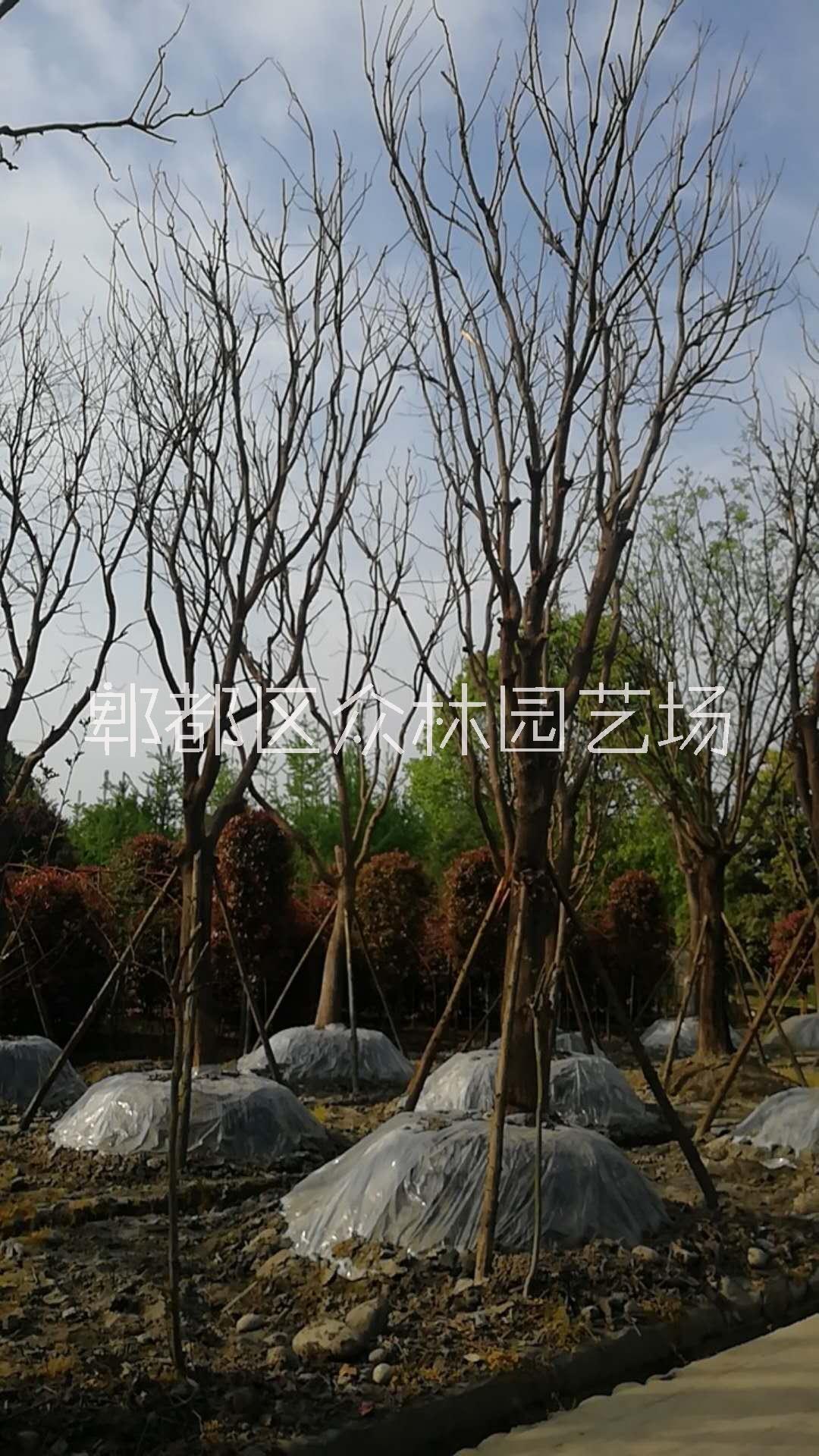 四川成都國(guó)槐價(jià)格  四川國(guó)槐基地供應(yīng)