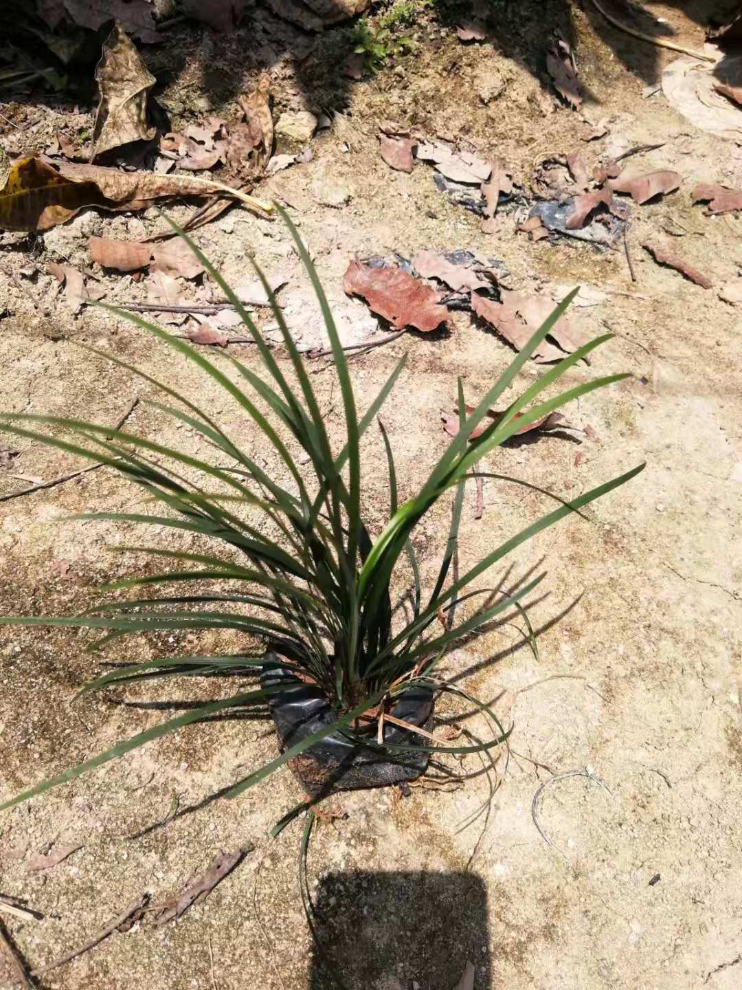 福建細(xì)葉麥冬種植基地_批發(fā)價格