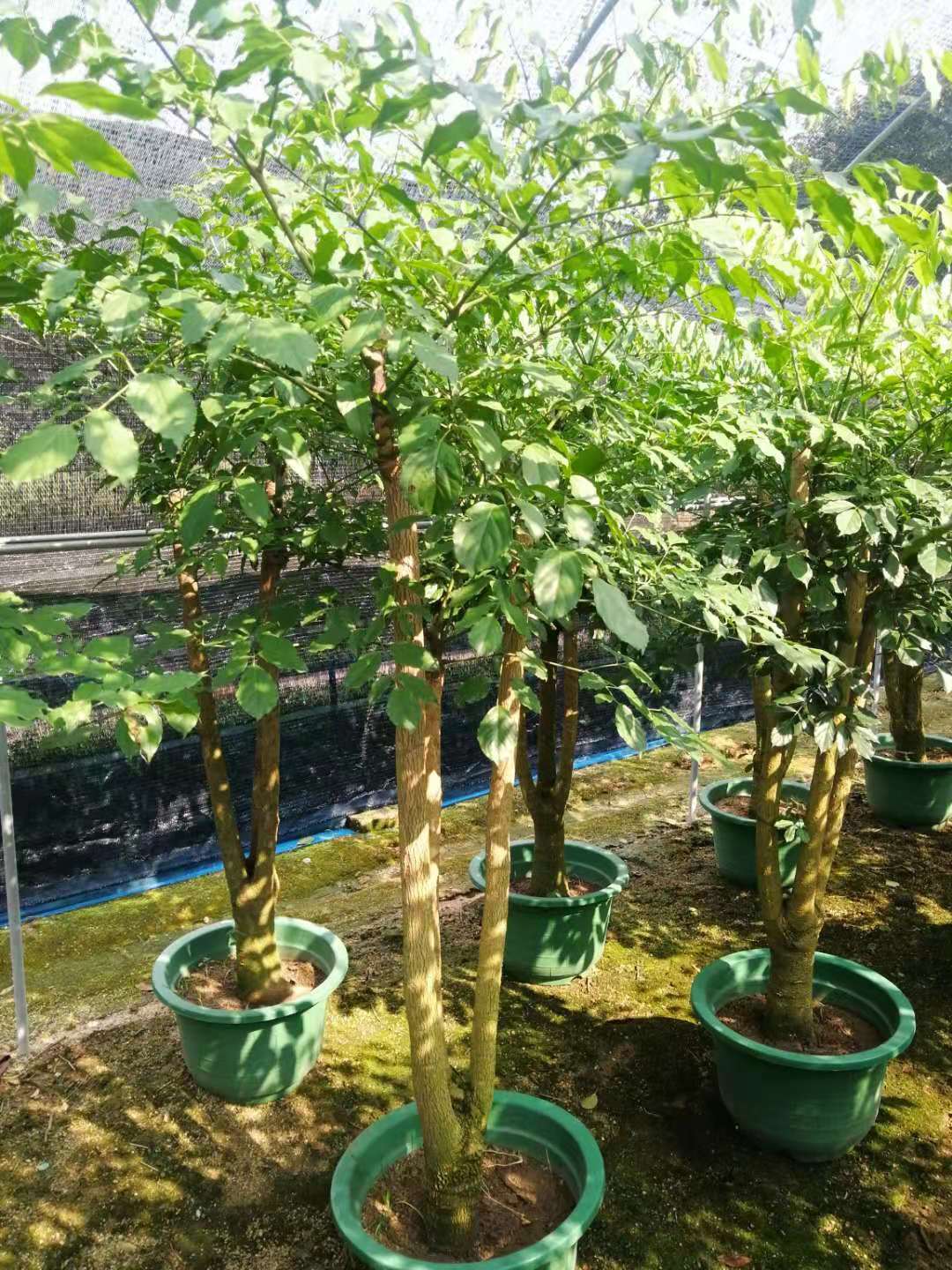 廣西幸福樹(shù)多少錢(qián)一棵_批發(fā)基地報(bào)價(jià)