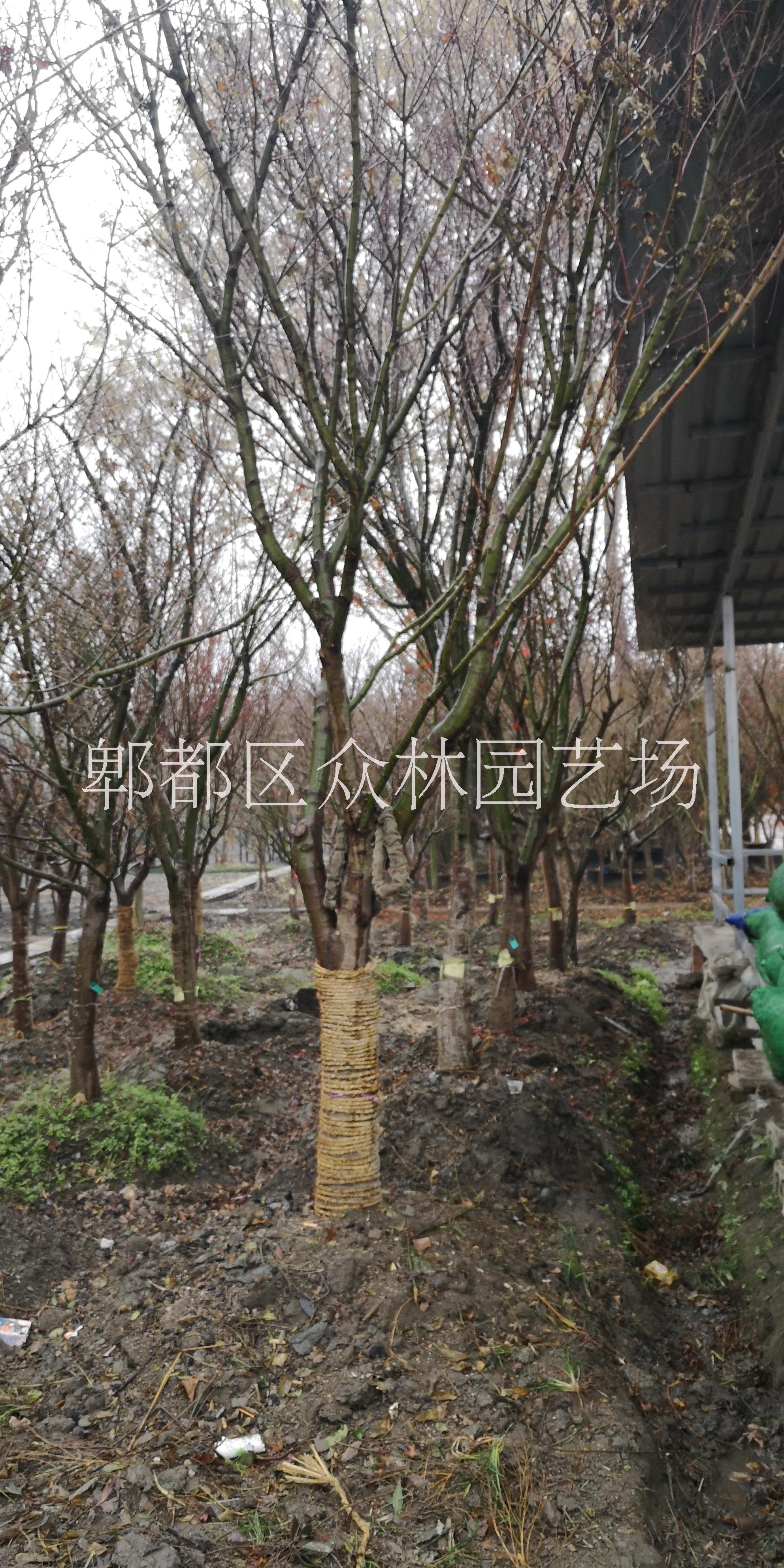 四川雞爪槭價格 四川雞爪槭大型苗圃基地供應(yīng)