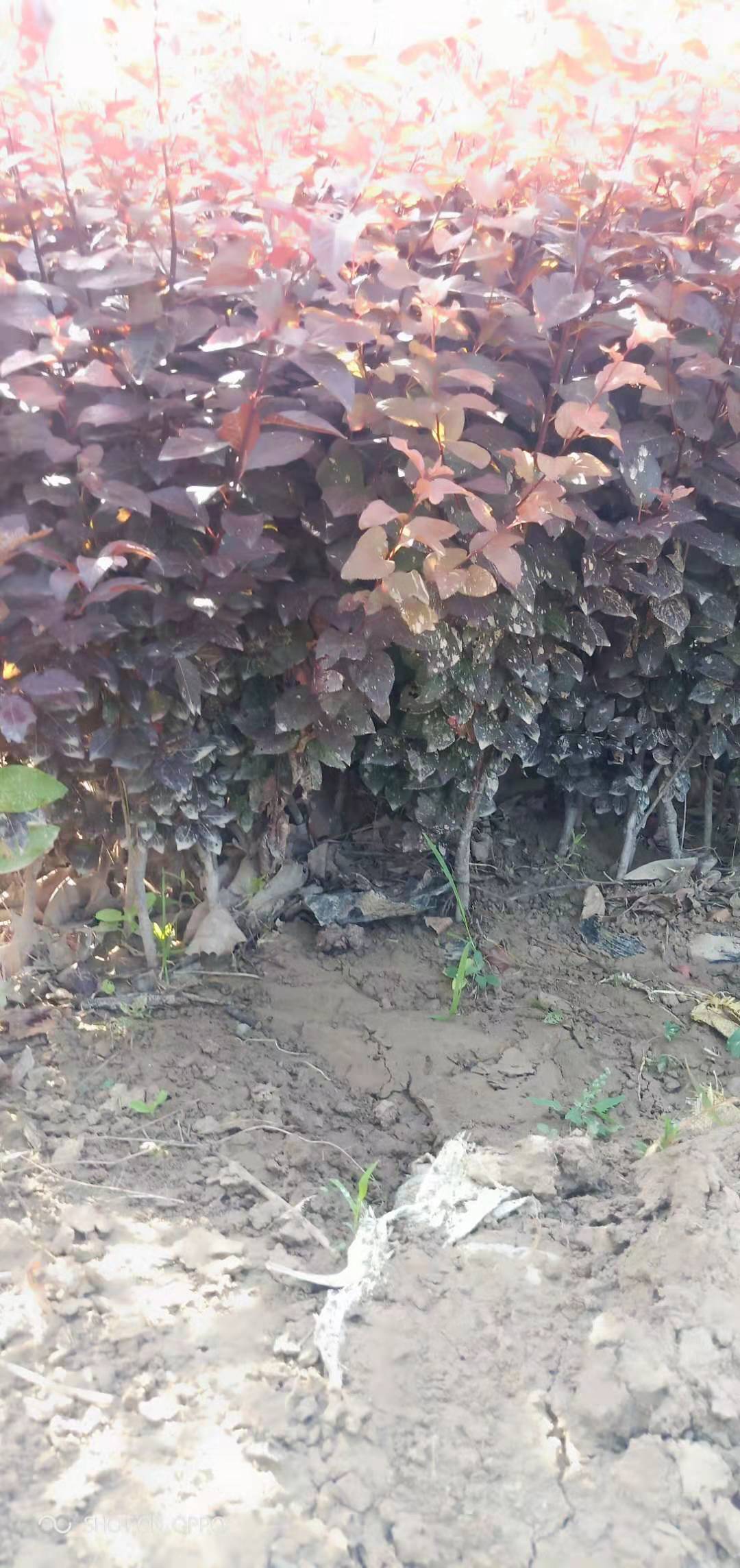 紅葉李栽培/新城區(qū)紅葉李種苗培育/長(zhǎng)安區(qū)紅葉李種植基地