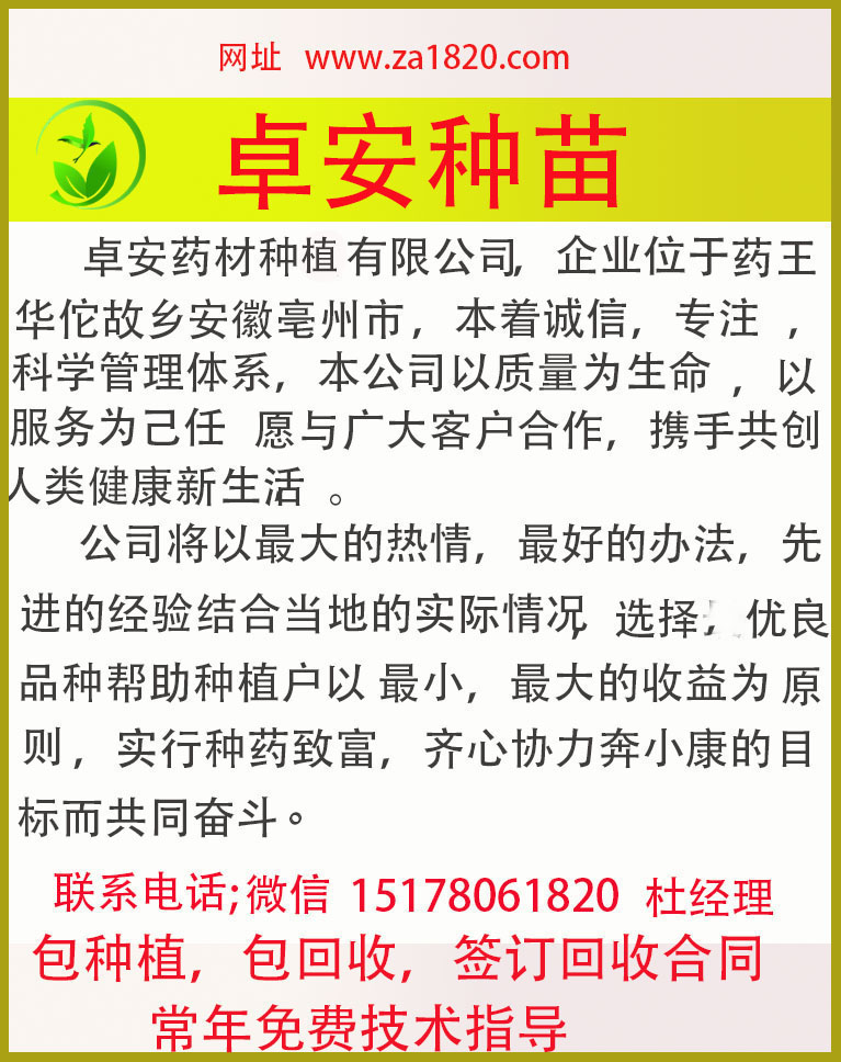 優(yōu)良白術(shù)種苗藥用白術(shù)苗子改良白術(shù)芽中藥材白術(shù)芽白術(shù)苗