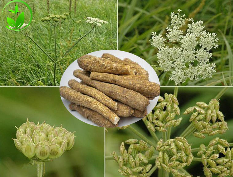 純新白芷種子 中藥材種子白芷子 白芷籽 白芷種子量大優(yōu)惠