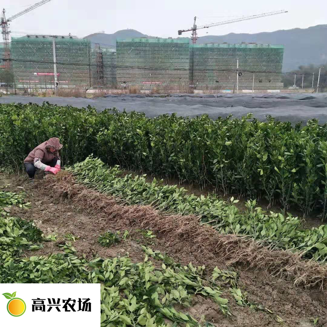 優(yōu)質(zhì)由良苗 *由良枝條基地