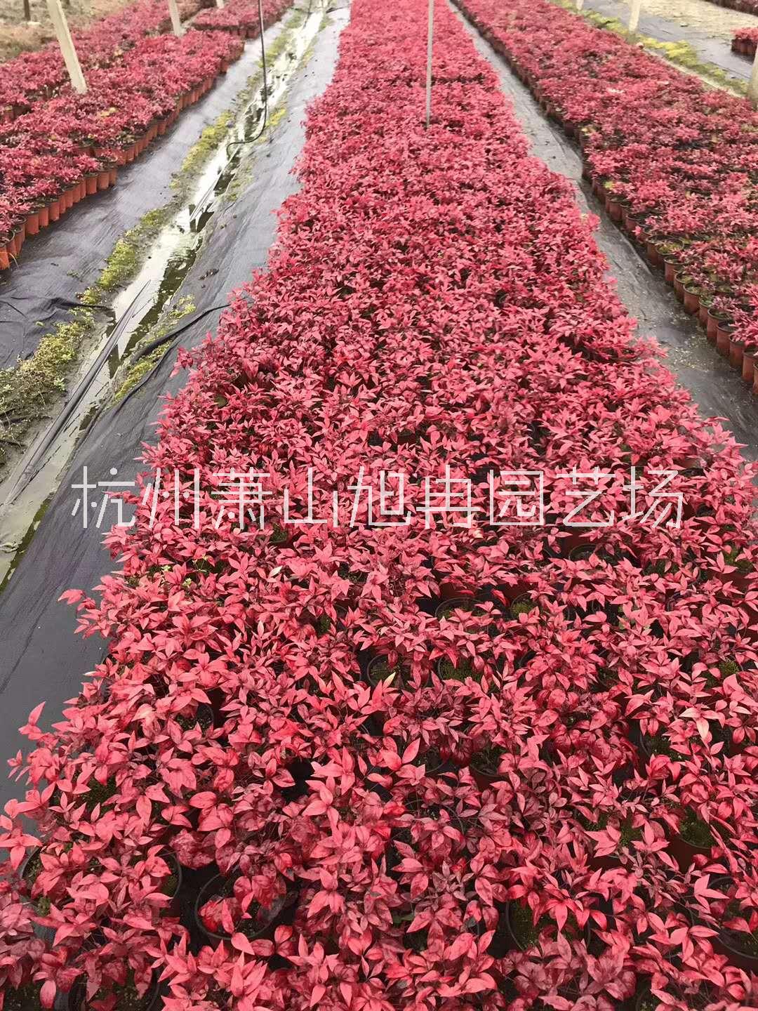 南京火焰南天竹種植基地批發(fā)價(jià)-火焰南天竹供應(yīng)商報(bào)價(jià)-綠化工程*火焰南天竹