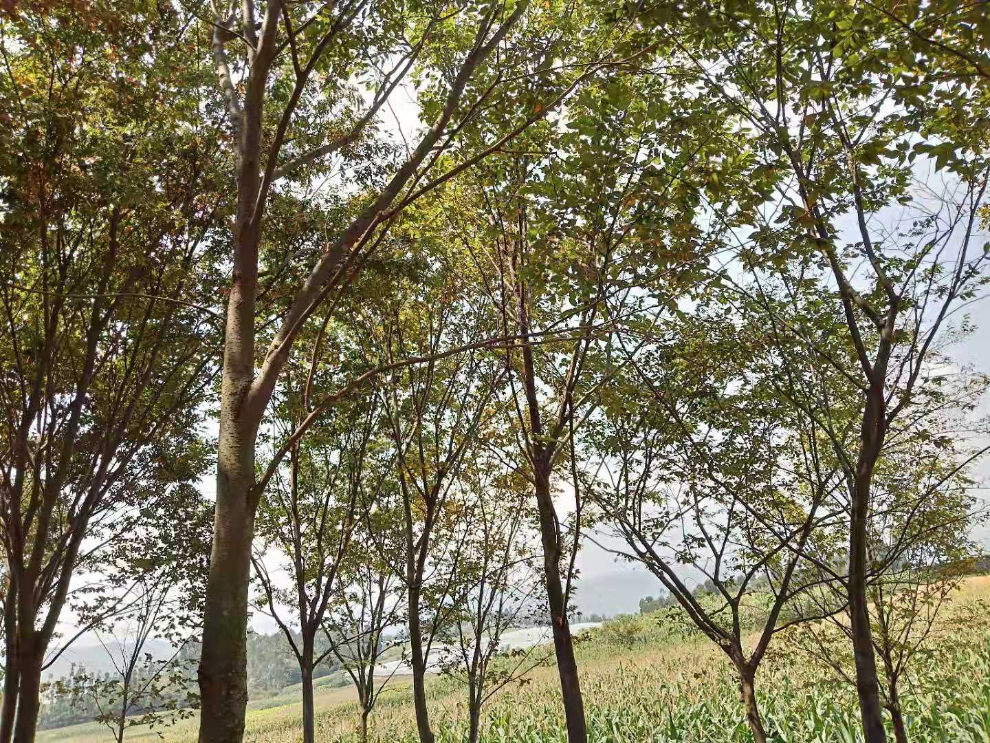 云南紅河州櫸樹櫸木