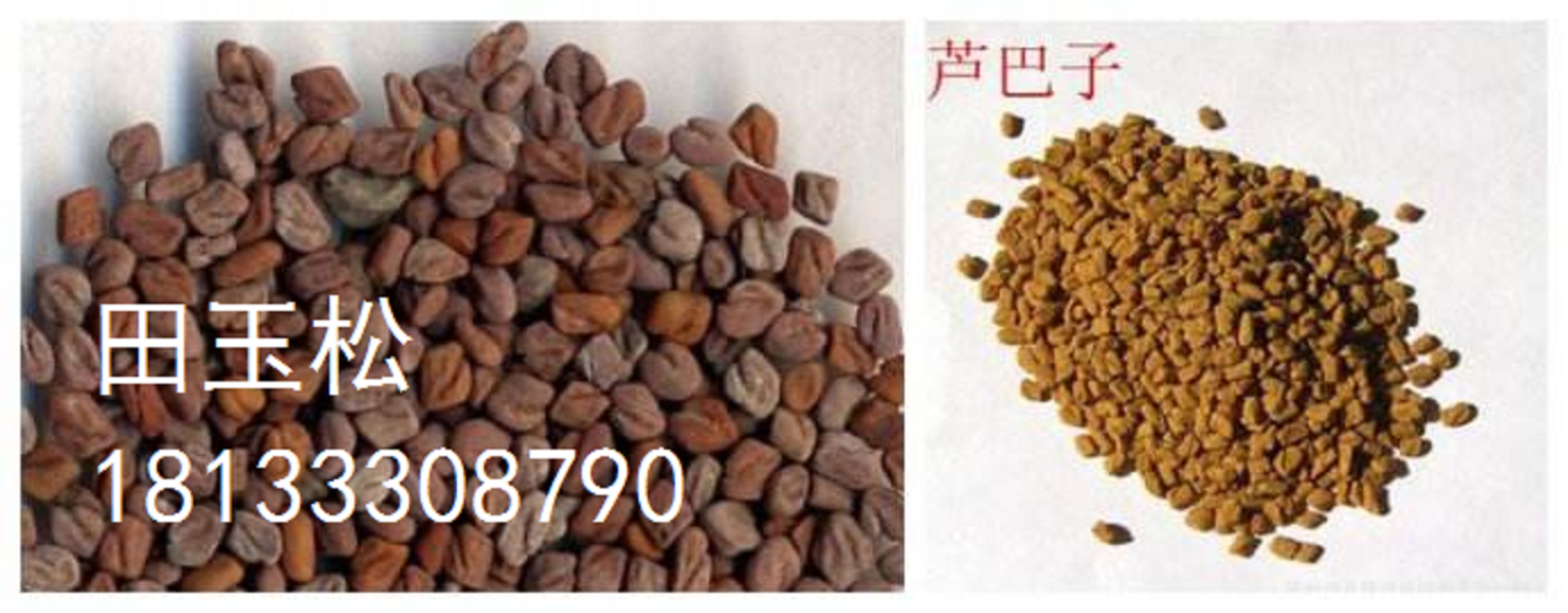 蘆巴子，種苗的種植方法，批發(fā)價格