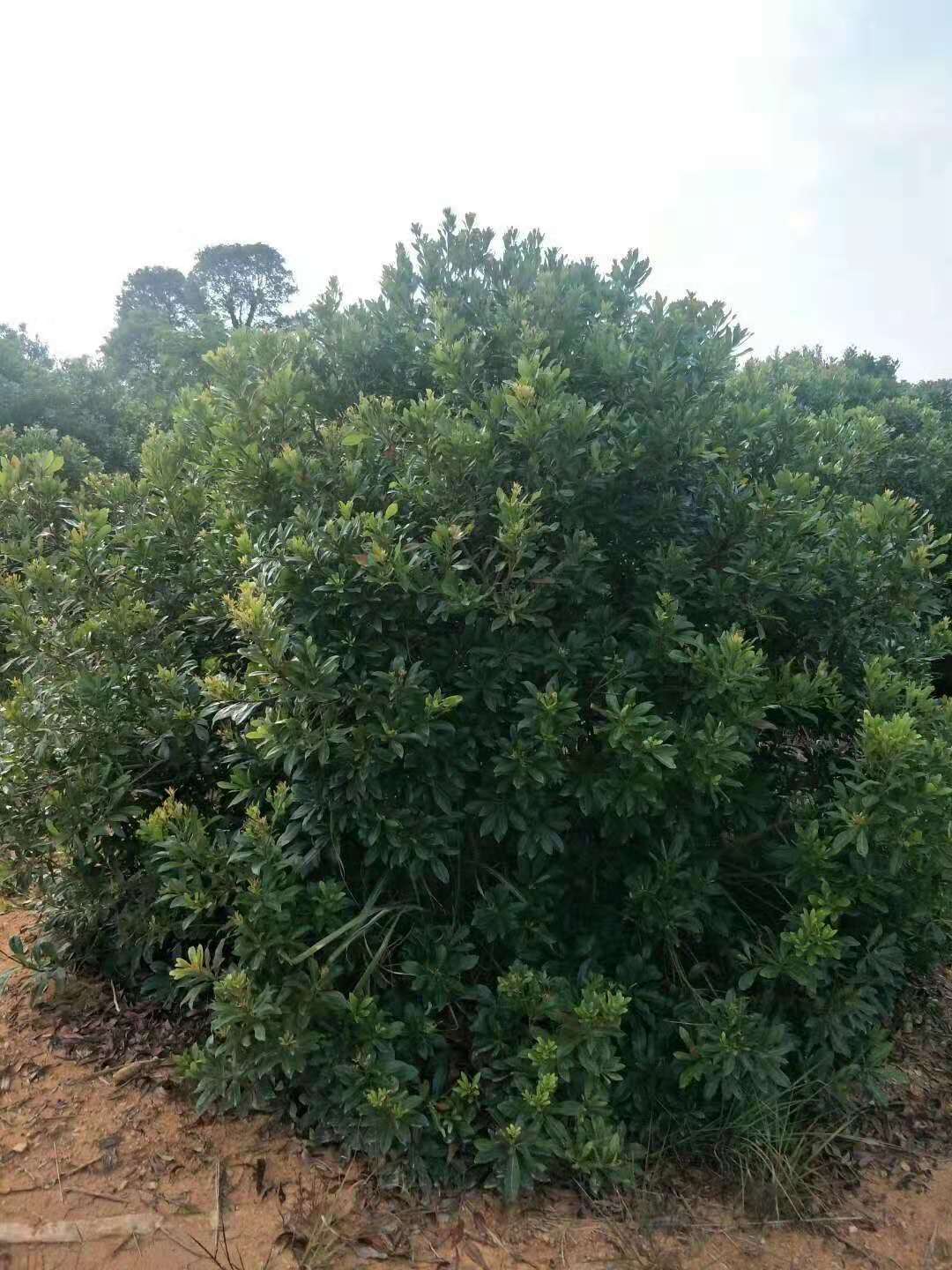 江西雄騰出售楊梅樹種植基地直銷價(jià)格
