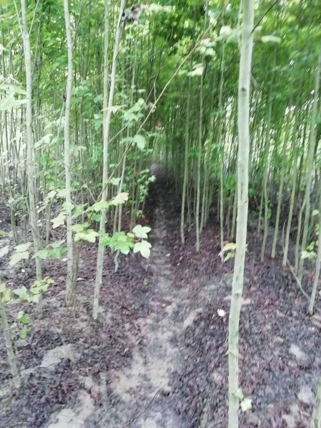 出售楓香