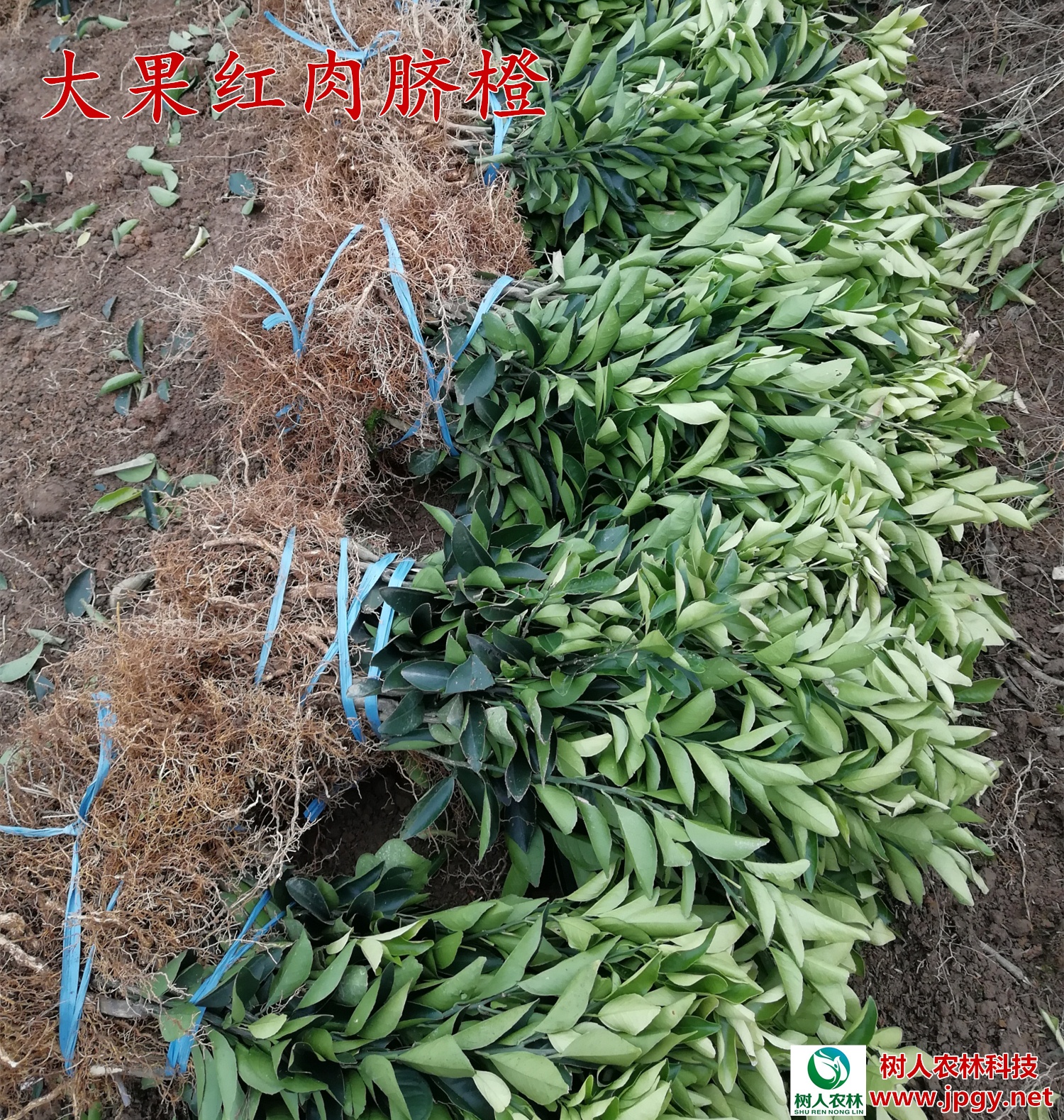 大果紅肉臍橙苗 大果紅肉臍橙苗基地 大果紅肉臍橙苗 湖南臍橙苗