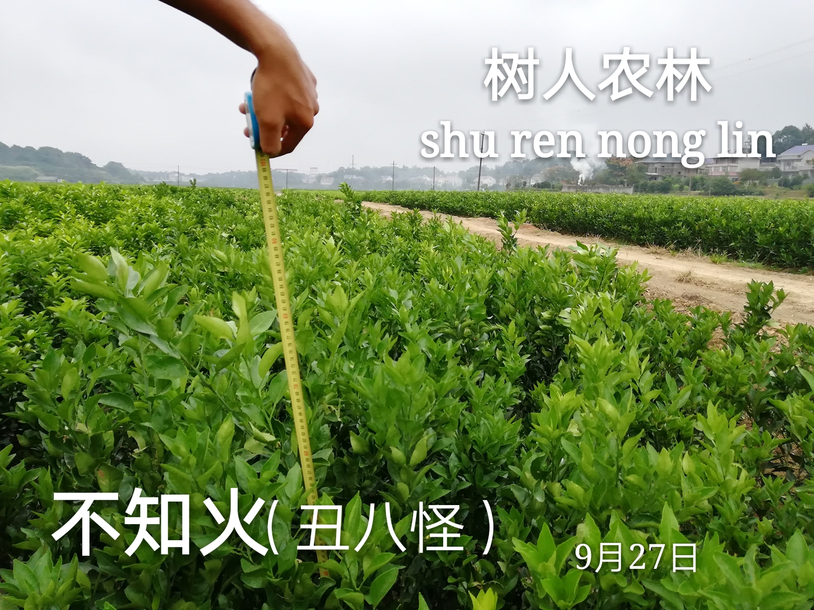 丑柑苗 丑柑苗報價 丑柑苗供應(yīng) 丑柑苗 不知火柑橘苗