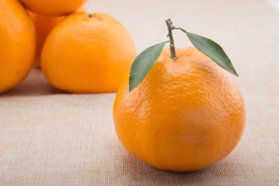 供應(yīng)春見(jiàn)苗 基地 批發(fā) 春見(jiàn)苗 春見(jiàn)苗 湖南柑橘苗批發(fā) 供應(yīng)