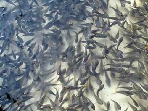 惠州羅非魚苗批發(fā)價格 羅非魚苗水產(chǎn)廠家直銷報價  優(yōu)質(zhì)羅非魚苗費用