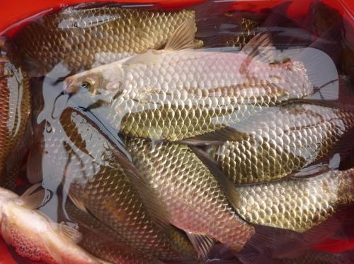 惠州鯽魚苗批發(fā)價格 鯽魚苗水產(chǎn)廠家直銷報價  優(yōu)質(zhì)鯽魚苗費用