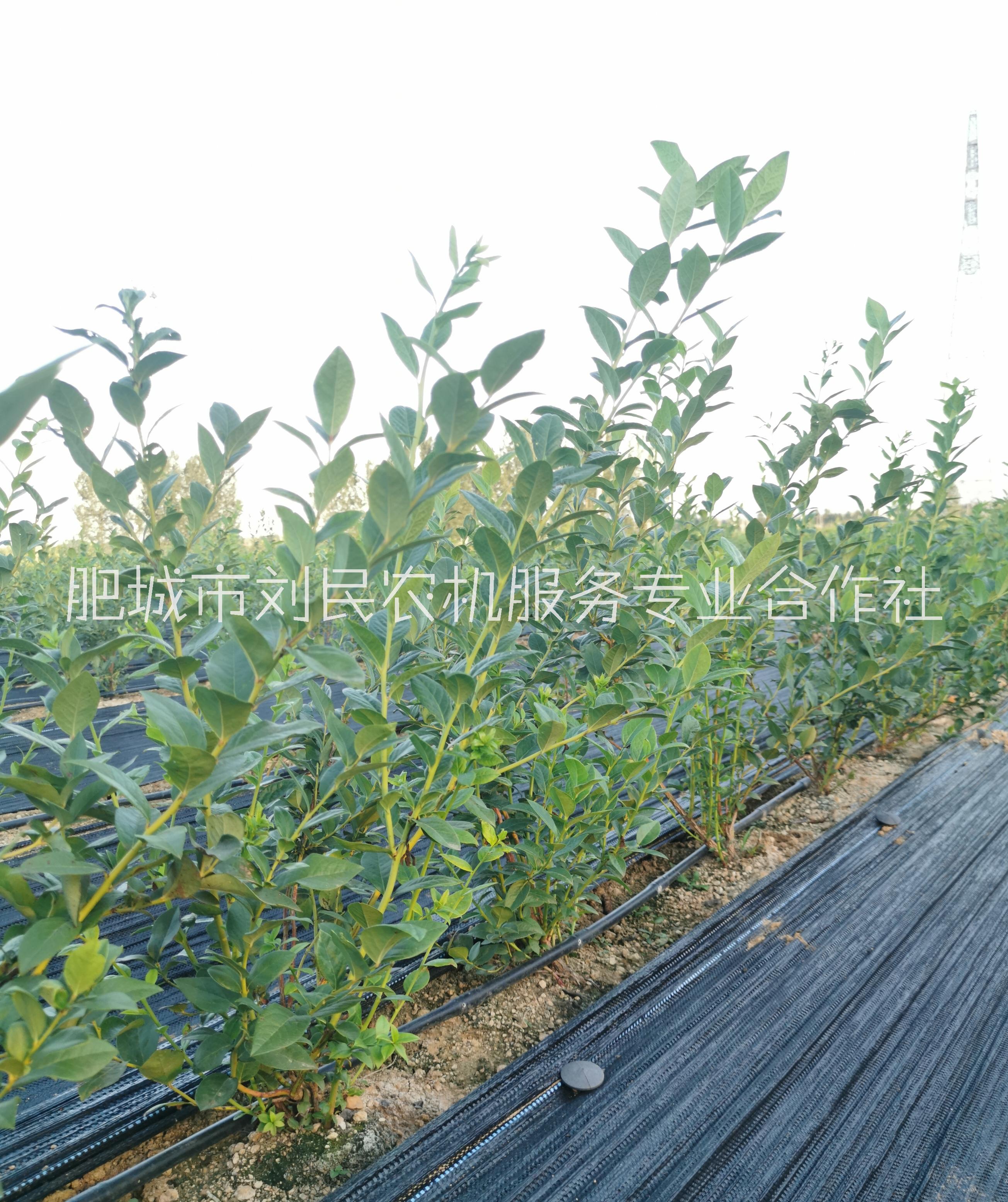 藍(lán)莓苗價(jià)格、種植園、直銷價(jià)格、多少錢一棵【肥城市劉民農(nóng)機(jī)服務(wù)專業(yè)合作社]