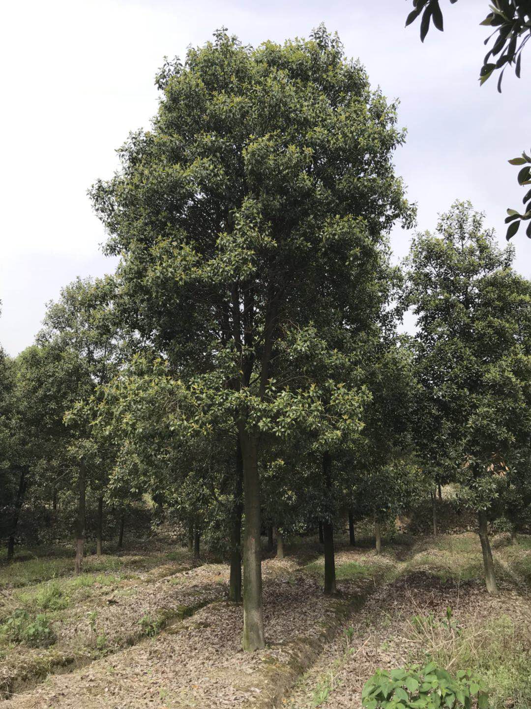 樂東單性擬木蘭