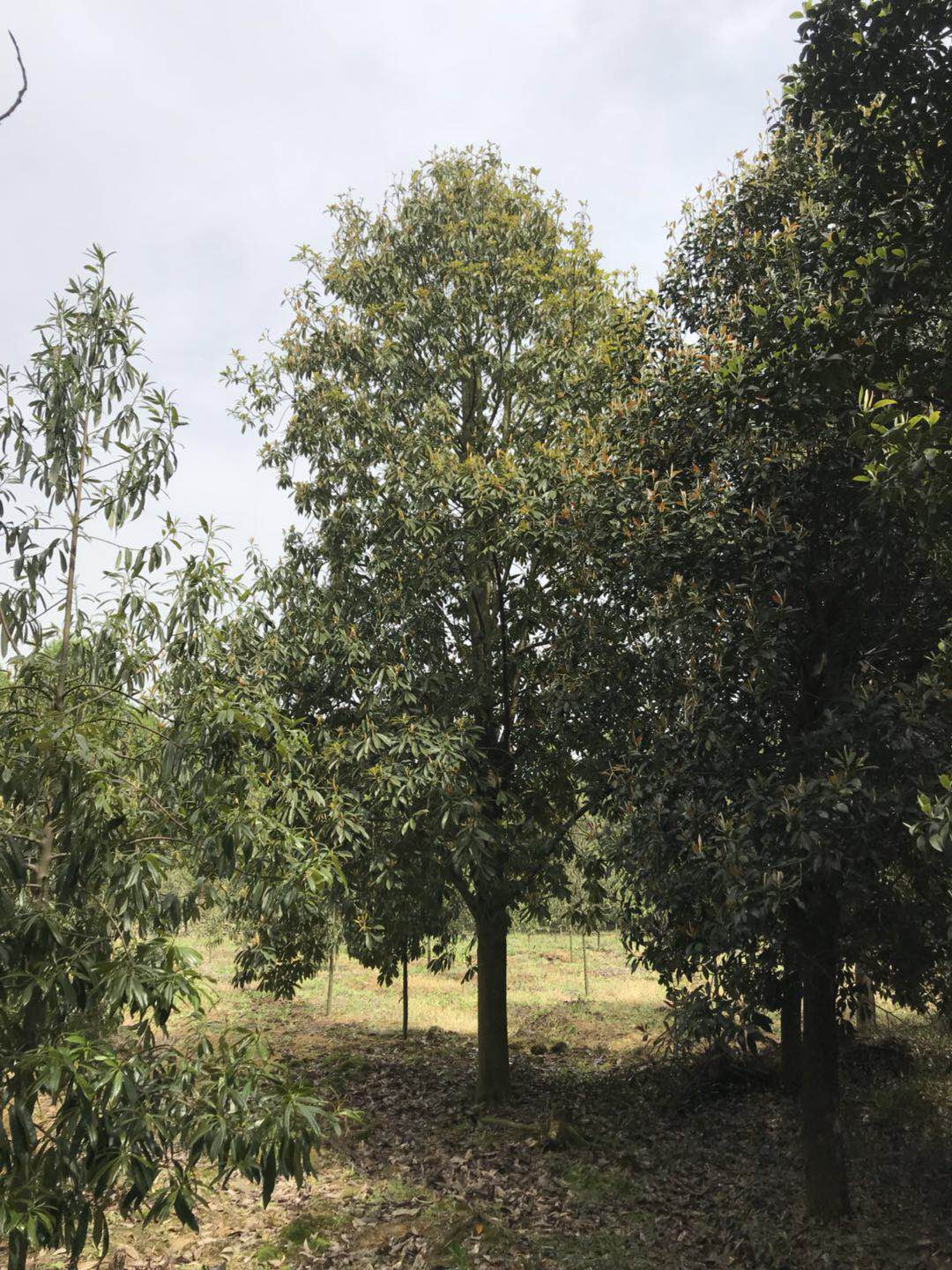 浙江優(yōu)質(zhì)單性擬木蘭商家