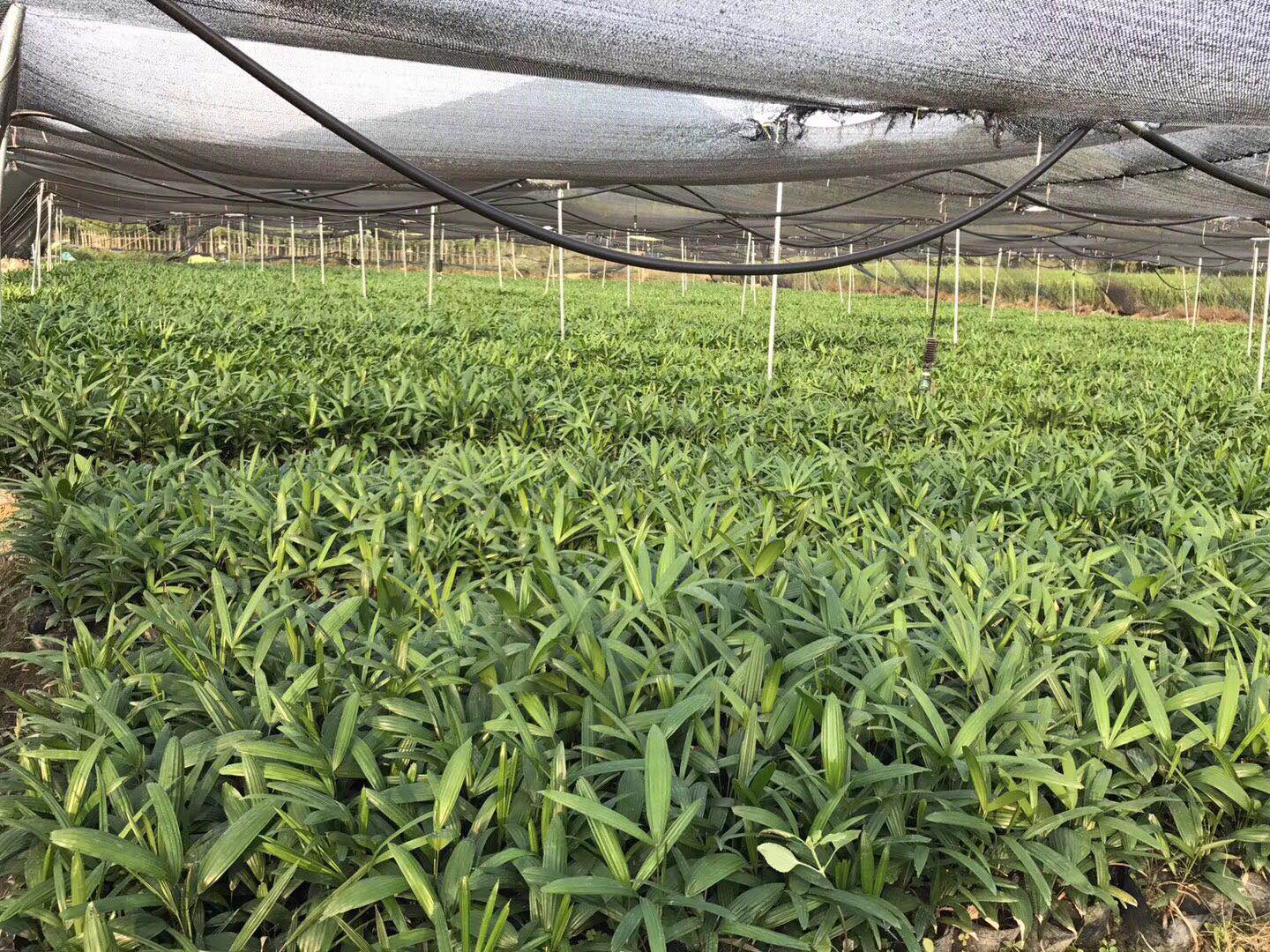 漳州地區(qū)哪里有大量供應(yīng)優(yōu)質(zhì)盆栽植物棕竹