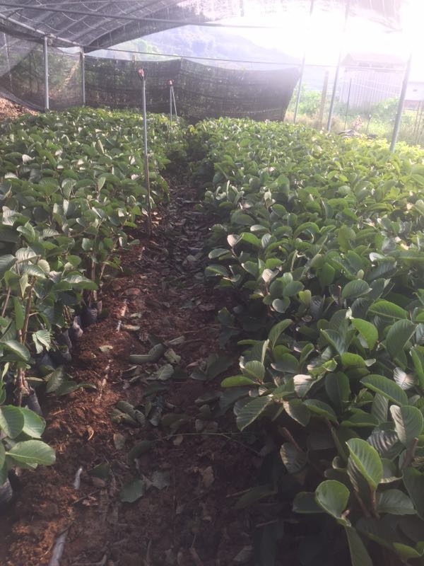 漳州帝王芭樂苗廠家直銷,帝王芭樂苗批發(fā)采購,帝王番石榴苗,帝王番石榴苗批發(fā),帝王種苗批發(fā)