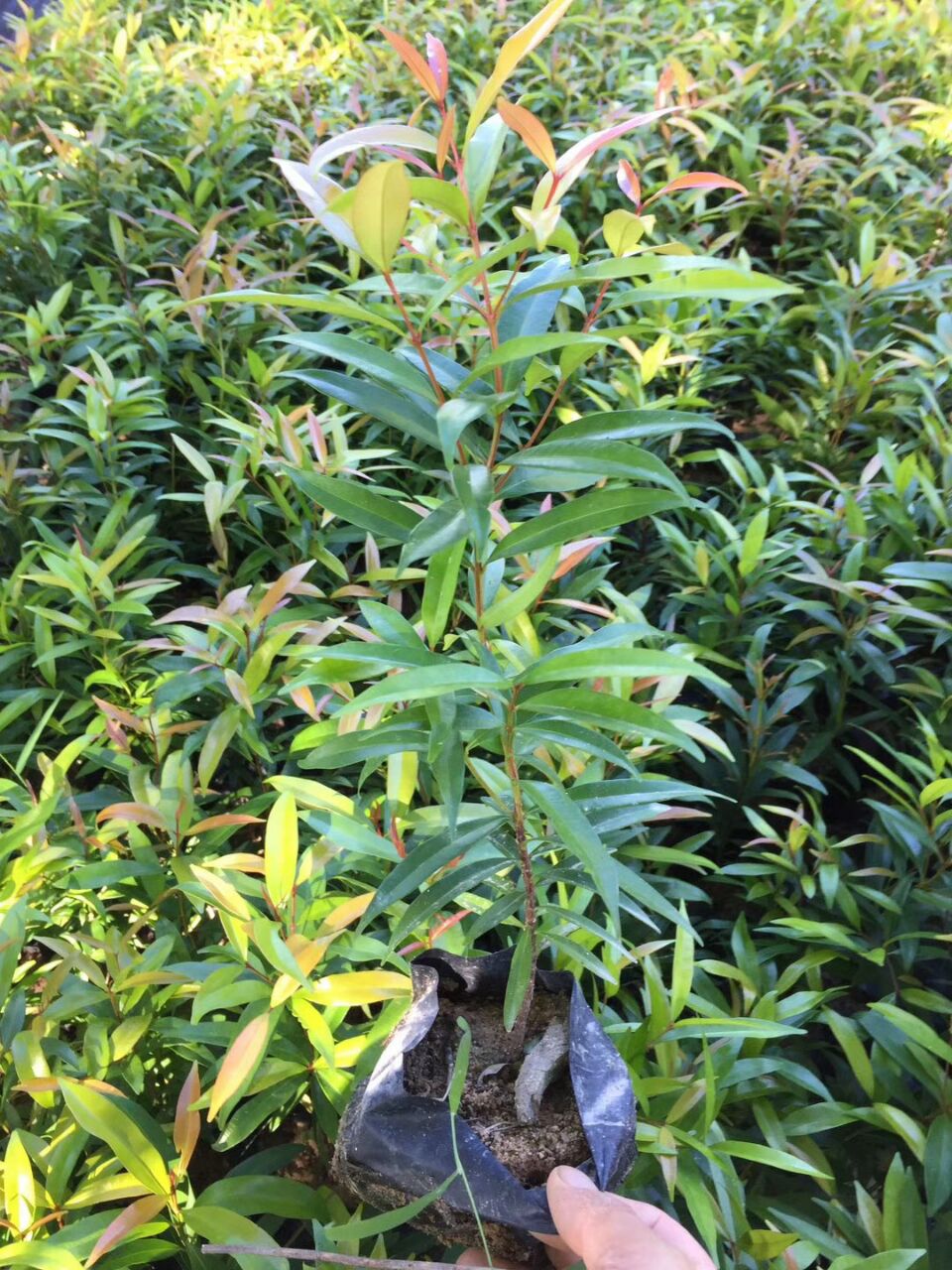 產(chǎn)地直銷(xiāo)供應(yīng)園林彩色護(hù)坡地被植物紅車(chē)