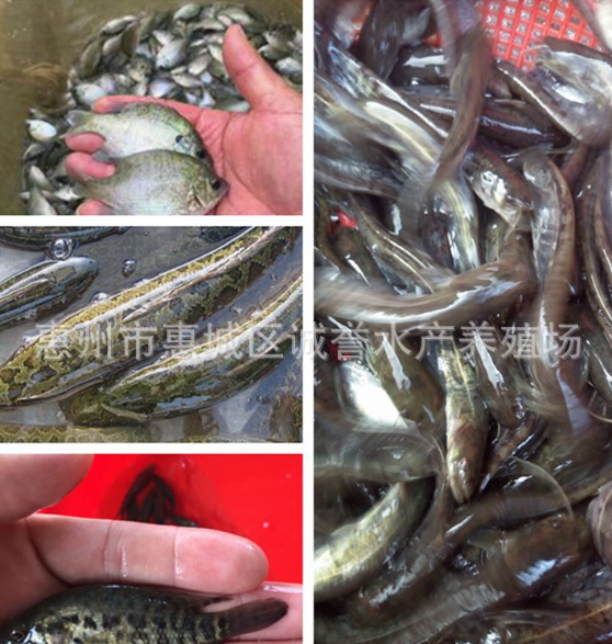 銀鱈魚苗養(yǎng)殖，價格，批發(fā)，*