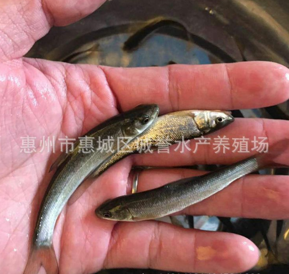 優(yōu)質銀鱈魚苗 淡水 銀鱈魚魚苗 大量生產批發(fā) 包運費全國各地