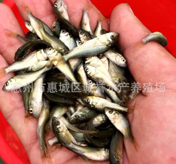 廣州銀鱈魚(yú)苗養(yǎng)殖-批發(fā)-哪家好  歡迎來(lái)電