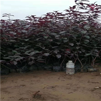 紫葉矮櫻基地，紫葉矮櫻供應(yīng)，山東紫葉矮櫻銷(xiāo)售，批發(fā)基地