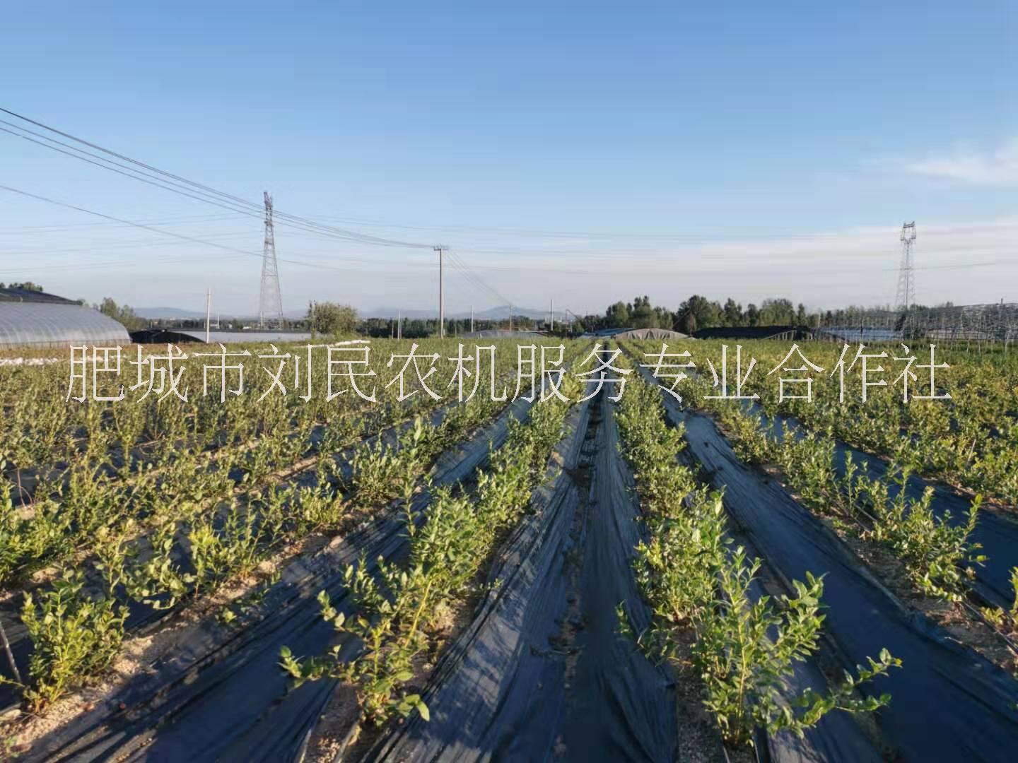 藍(lán)莓苗價(jià)格、種植園、直銷價(jià)格、多少錢一棵【肥城市劉民農(nóng)機(jī)服務(wù)專業(yè)合作社]