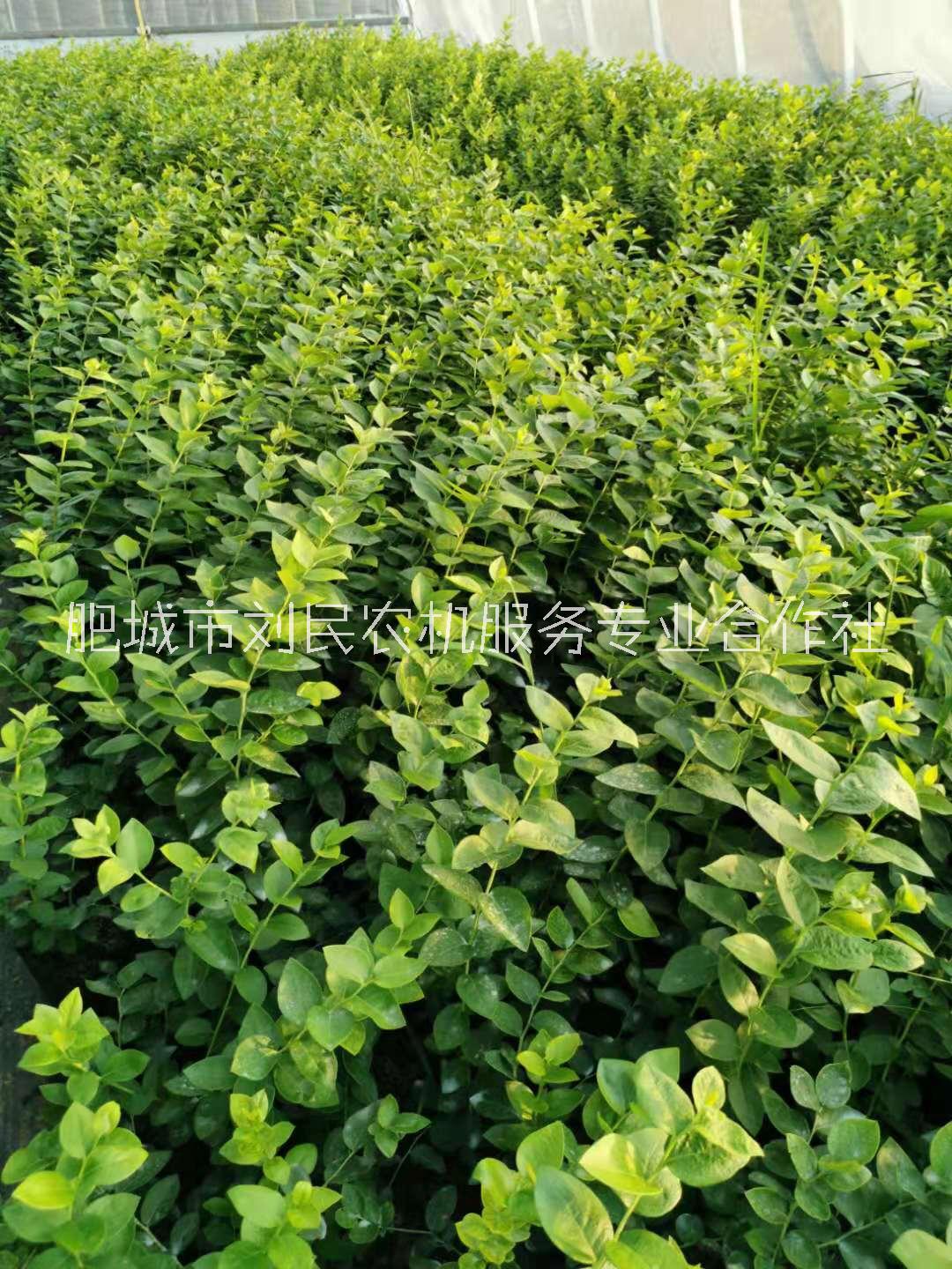 藍莓苗，綠寶石藍莓苗價格，藍莓苗直銷電話，藍莓苗多少錢一棵 南高叢藍莓苗 藍莓苗批發(fā)