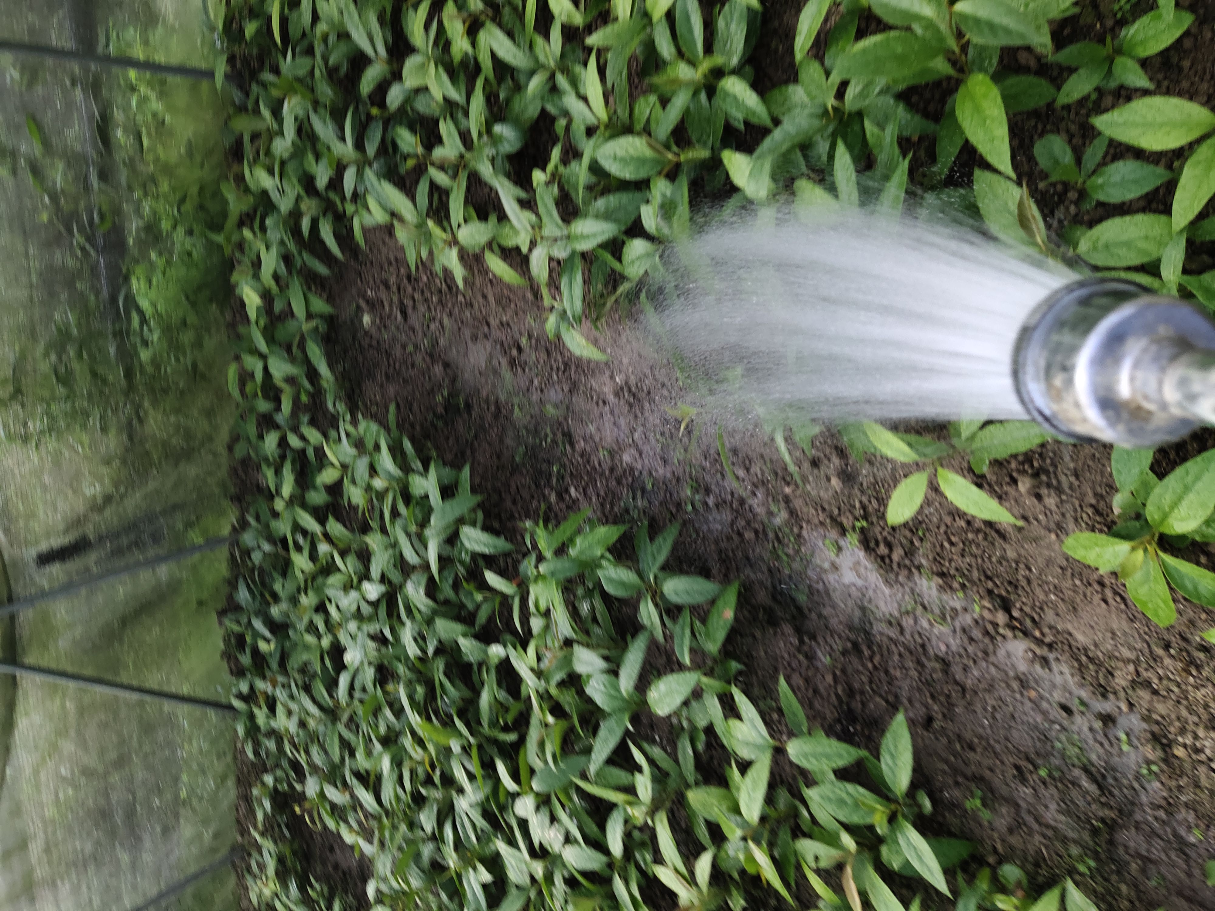 廣西黑老虎種植基地直銷價(jià)格 傳授種植技術(shù)高存活率