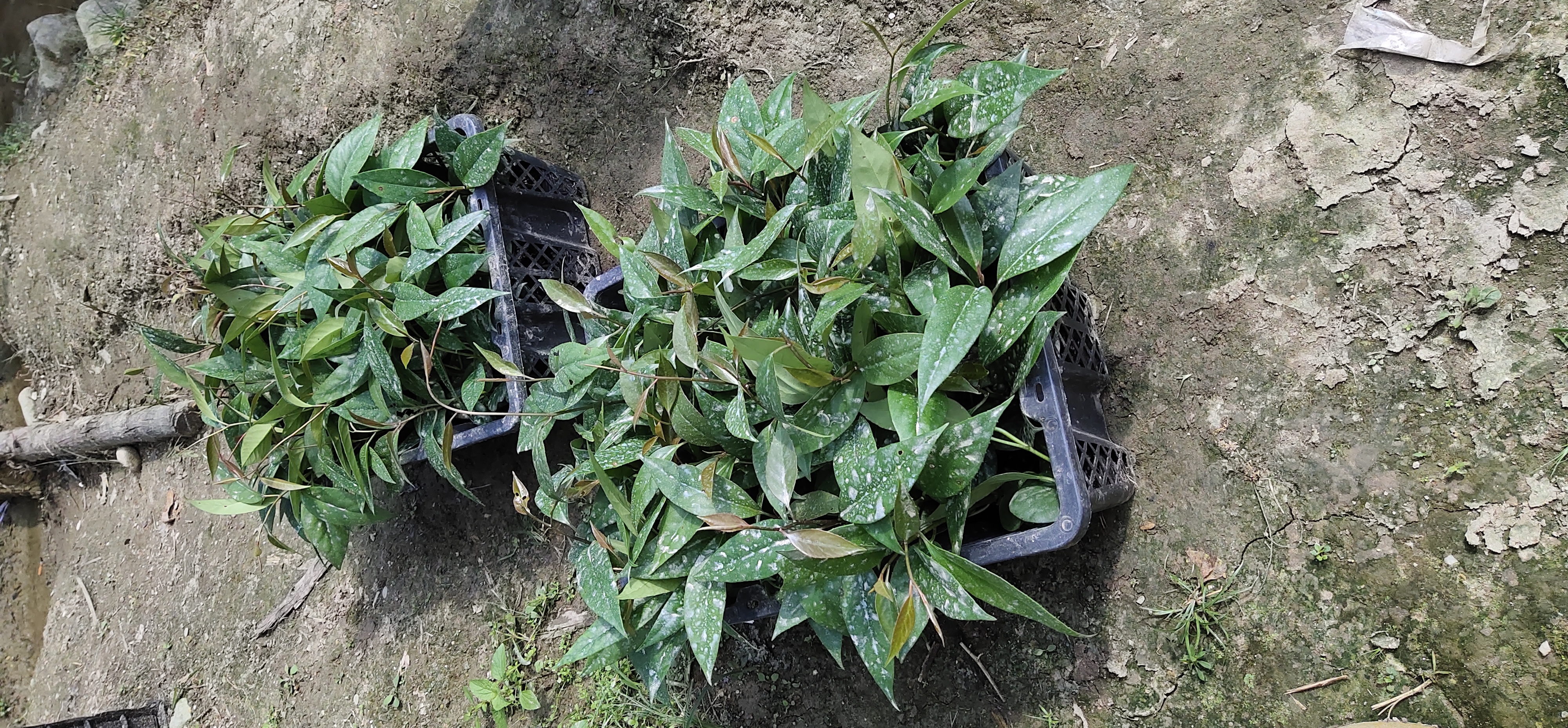 廣西黑老虎種植基地直銷價(jià)格 傳授種植技術(shù)高存活率