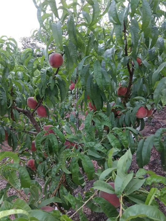 四川簡陽桃樹苗基地-【四川成都桃樹苗批發(fā)價格】