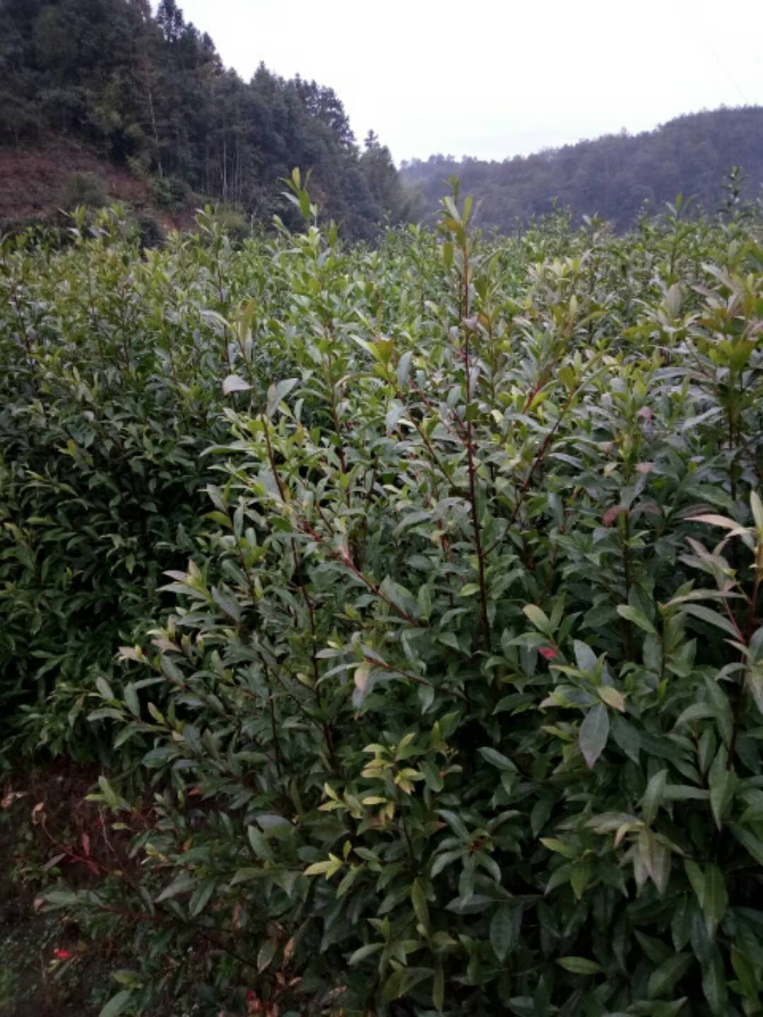 湖南山杜英苗批發(fā)報價供應(yīng)基地就選福建三明永明苗圃
