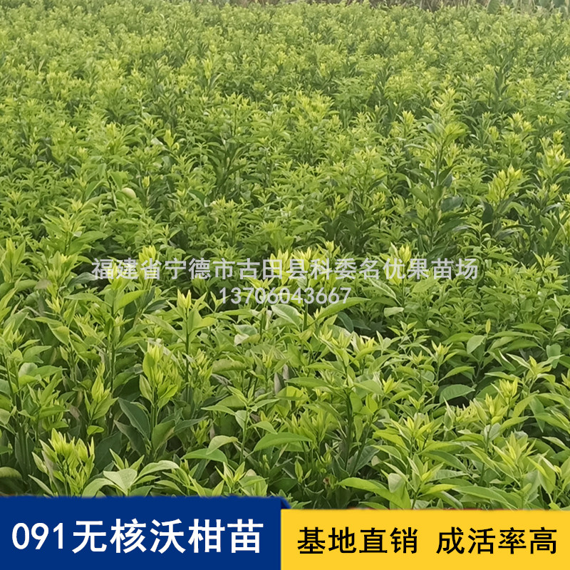 莆田091無核沃柑苗、種植、批發(fā)、價(jià)格【福建省寧德市古田縣科委名優(yōu)果苗場】