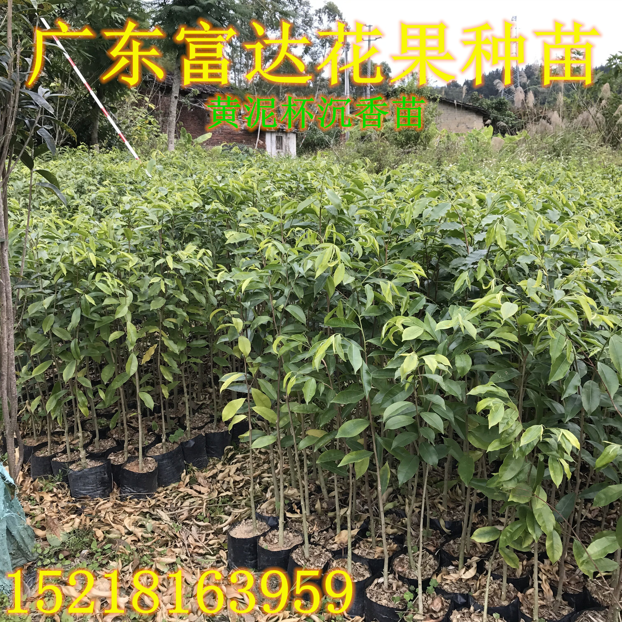福建泉州沉香樹(shù)苗種植、漳州沉香樹(shù)苗批發(fā)