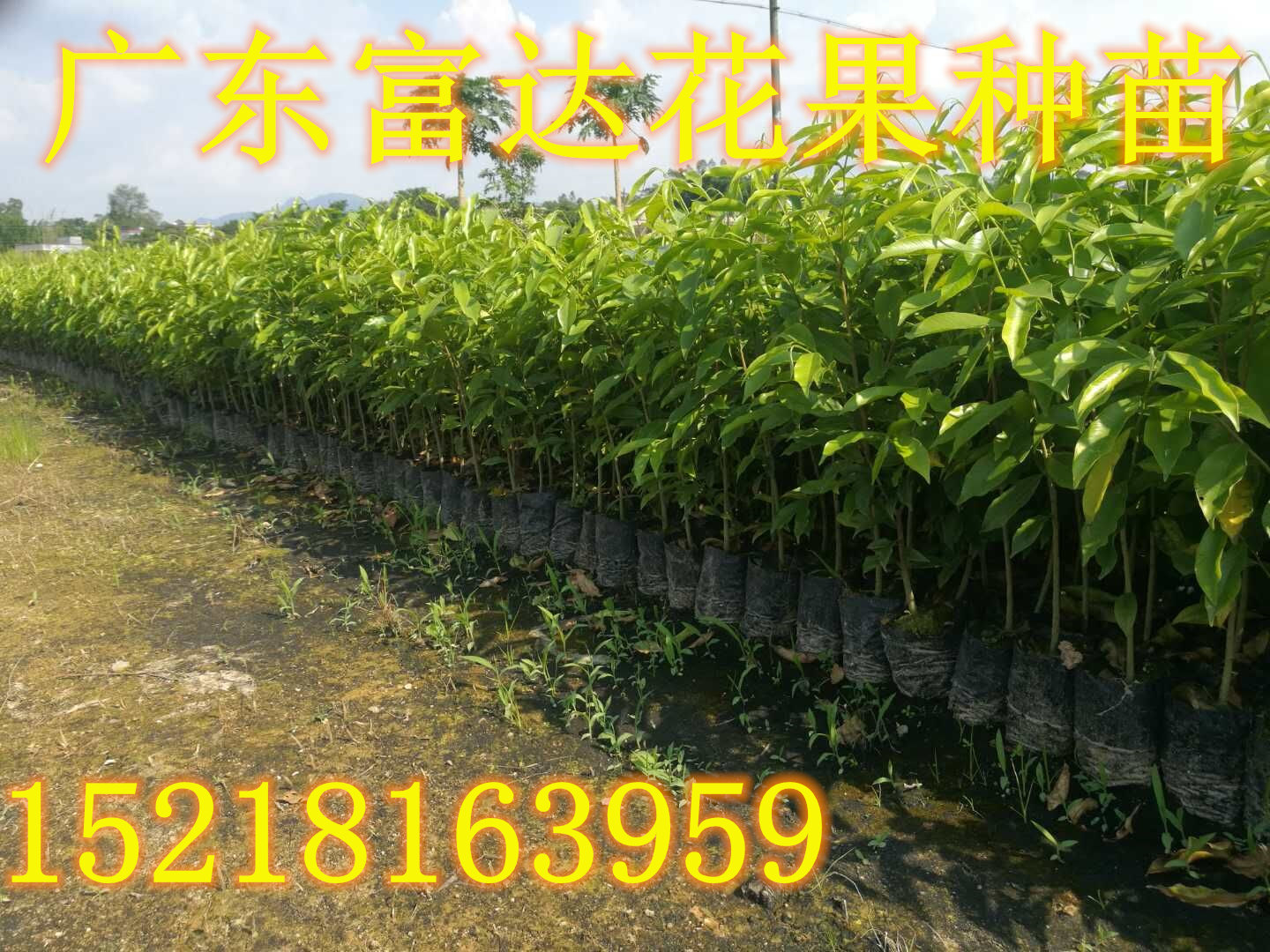 福建泉州沉香樹(shù)苗種植、漳州沉香樹(shù)苗批發(fā)