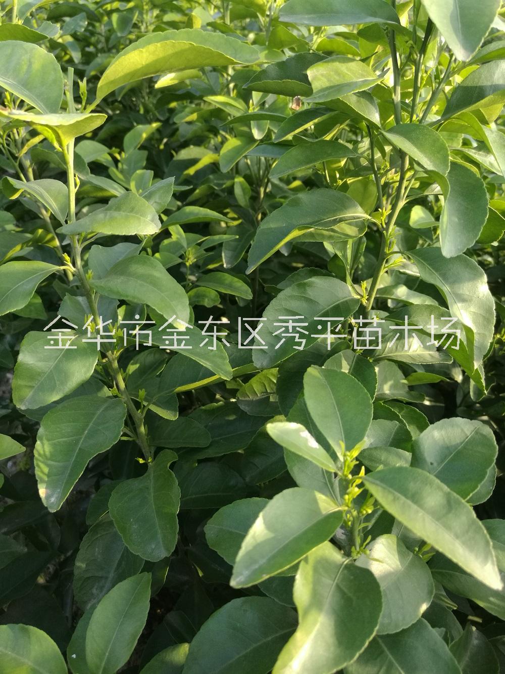 供應(yīng)砂糖桔苗 砂糖桔小苗