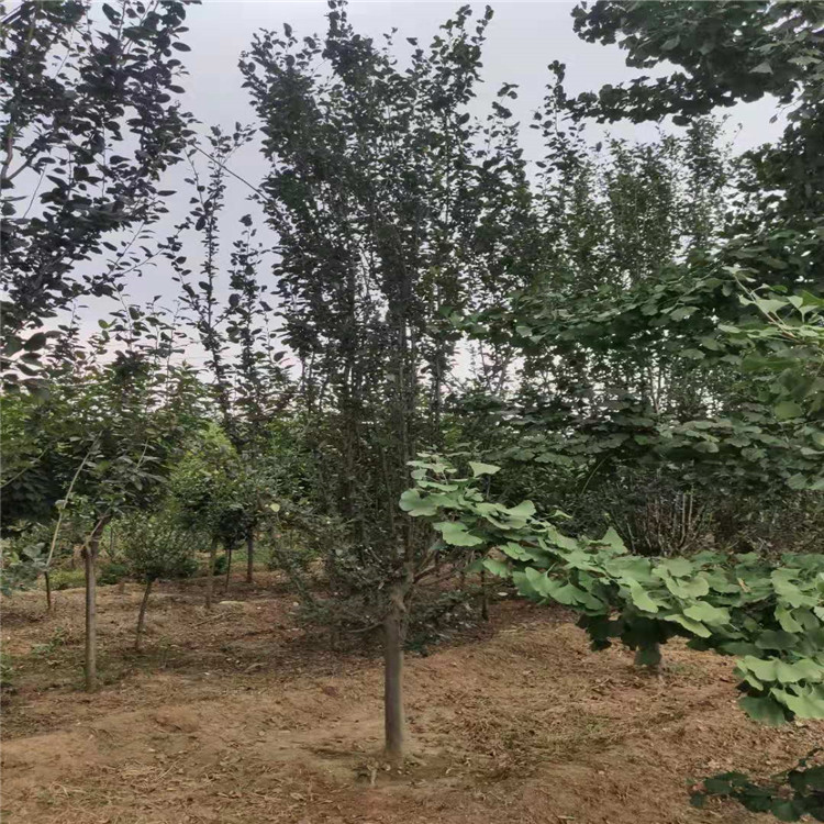 山東 5公分西府海棠基地樹形美觀暢購無憂好貨價低