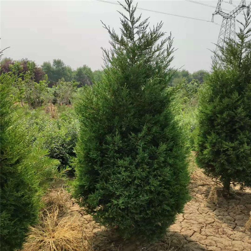 3米蜀儈@山東3米蜀儈多少錢一顆