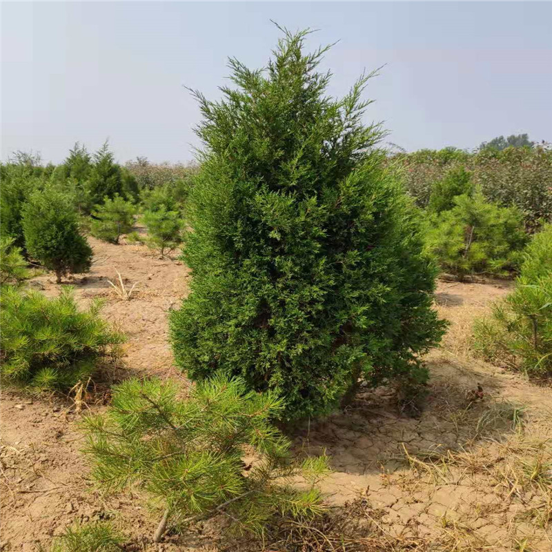 3米蜀儈@山東3米蜀儈多少錢一顆