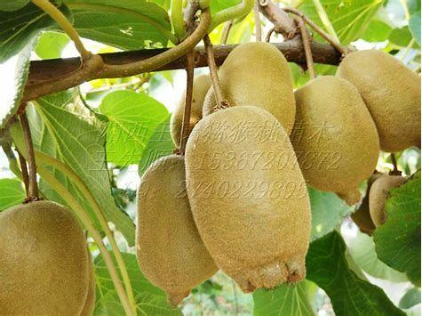 廣元大量批發(fā)黃心獼猴桃苗基地_哪家成活率高